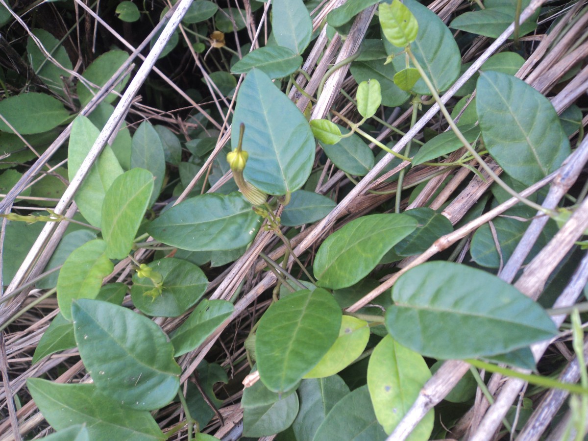 Ceropegia candelabrum var. biflora (L.) Ansari